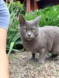 Reunited Female Cat last seen Oxford Street between Pershing and Manchester, Stockton, CA 95204