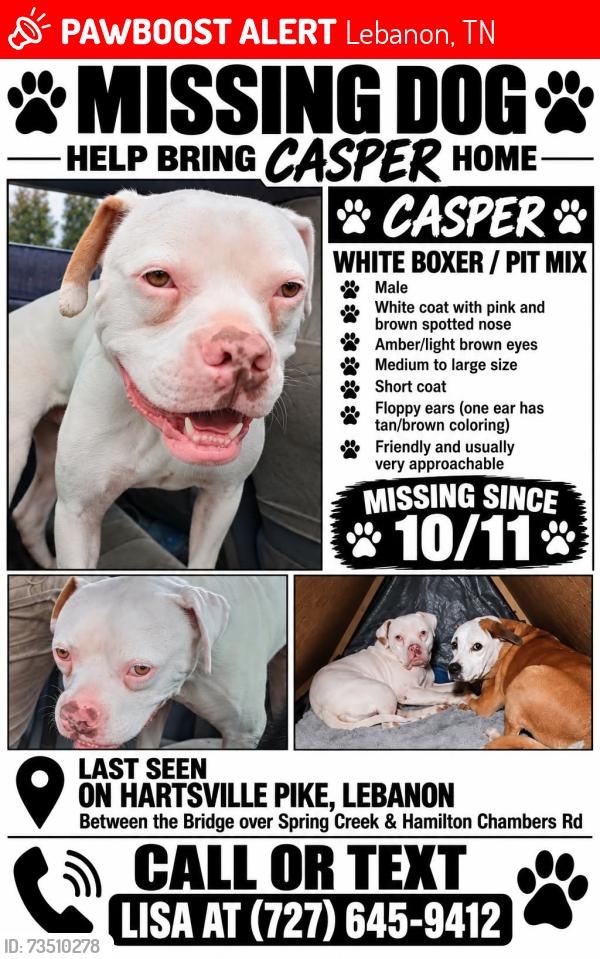 Lost Male Dog last seen Between Spring Creek bridge Hamilton Chambers, Lebanon, TN 37087