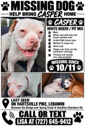 Lost Male Dog last seen Between Spring Creek bridge Hamilton Chambers, Lebanon, TN 37087