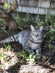 Reunited Female Cat last seen Regent and russell, Berkeley, CA 94705