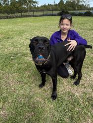 Reunited Male Dog last seen Flemings and Encore ovation Way, Oakland, FL 34787