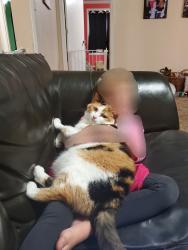 Reunited Female Cat last seen Mayer Drive, Ross Township, PA 15237