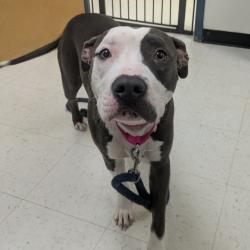 Shelter Stray Female Dog last seen , Animal Care & Control Team of Philly, 111 W Hunting Park Ave, Philadelphia, PA 19140, USA