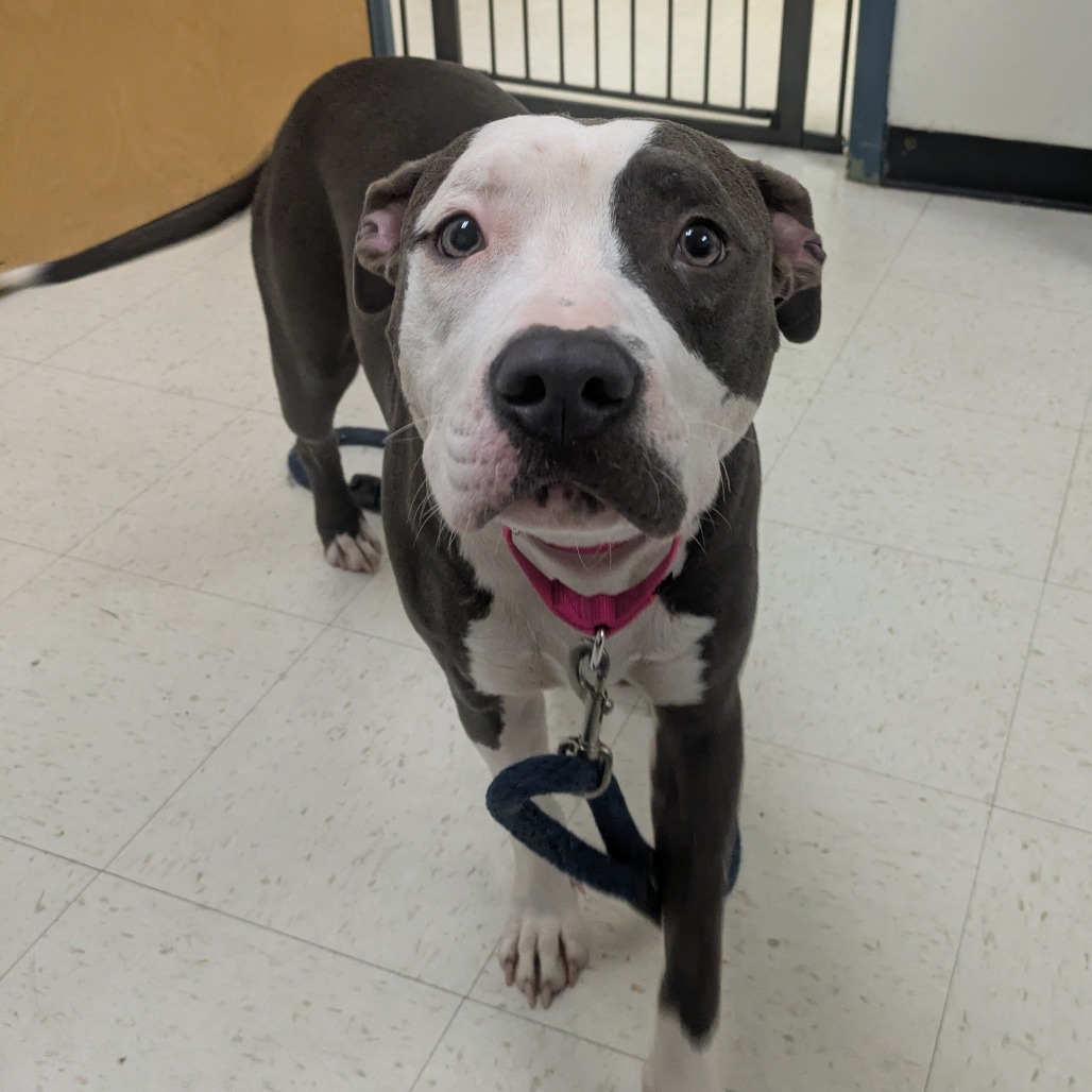 Shelter Stray Female Dog last seen , Animal Care & Control Team of Philly, 111 W Hunting Park Ave, Philadelphia, PA 19140, USA