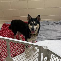 Shelter Stray Female Dog last seen , 5570 Sturmer Park Cir, Winston-Salem, NC 27105, USA