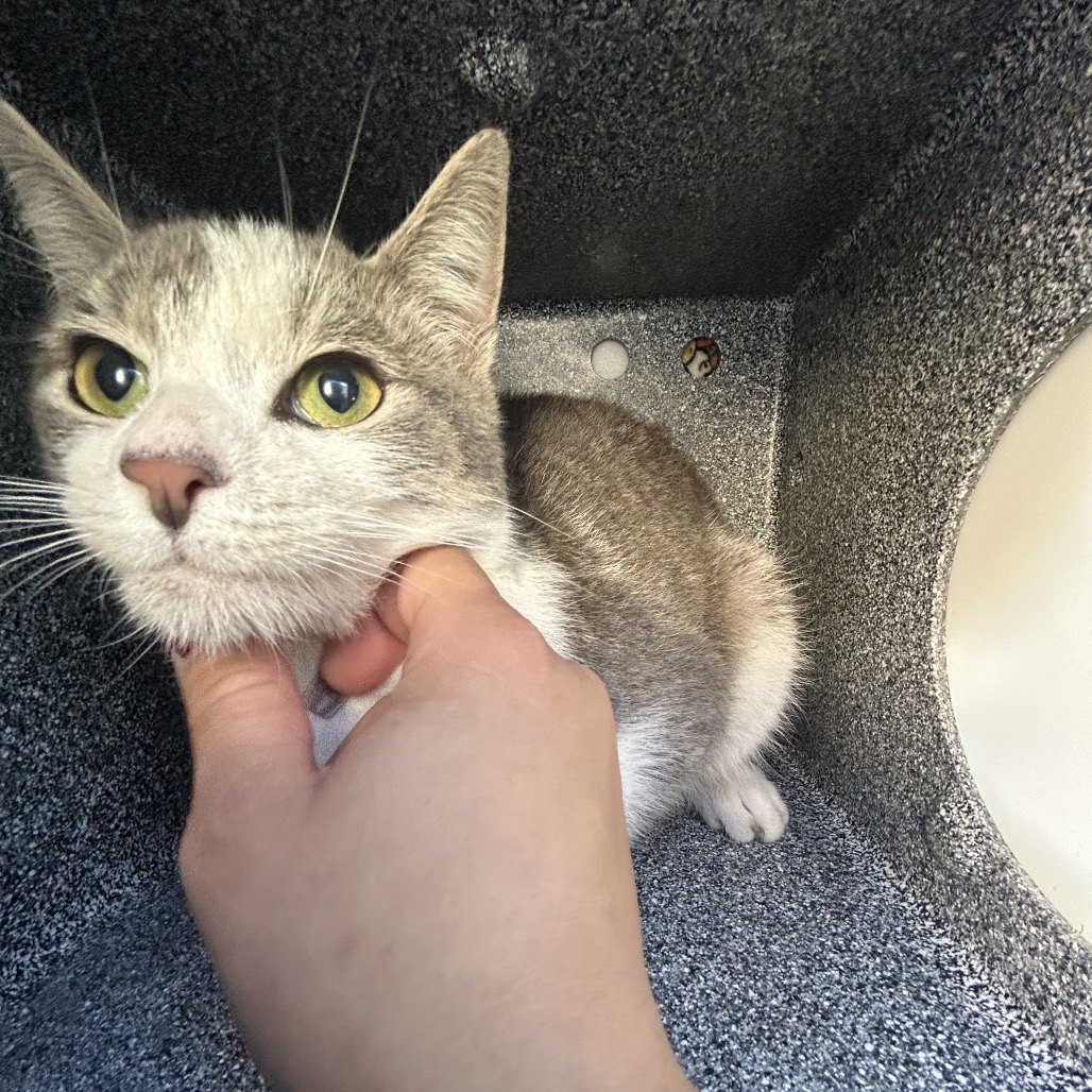 Shelter Stray Male Cat last seen , 124 Evergreen Ave, Newark, NJ 07114, USA
