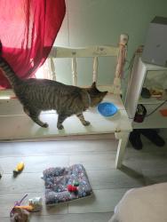 Lost Male Cat last seen Woodland and college ave, Elmira, NY 14901