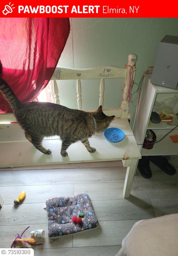 Lost Male Cat last seen Woodland and college ave, Elmira, NY 14901