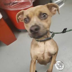 Shelter Stray Male Dog last seen , 14 Forever Friend Ln, Asheville, NC 28806, USA