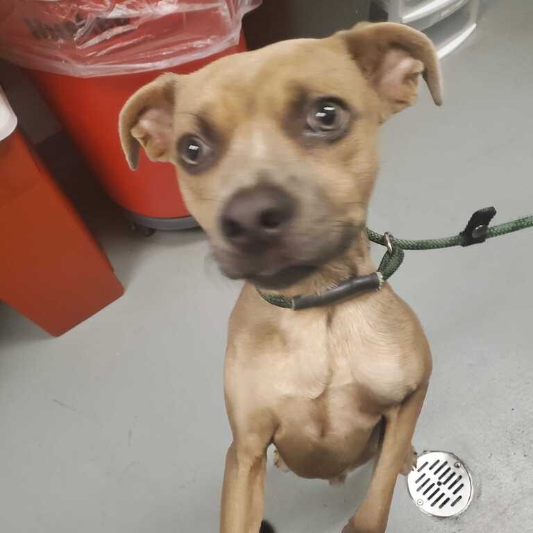 Shelter Stray Male Dog last seen , 14 Forever Friend Ln, Asheville, NC 28806, USA