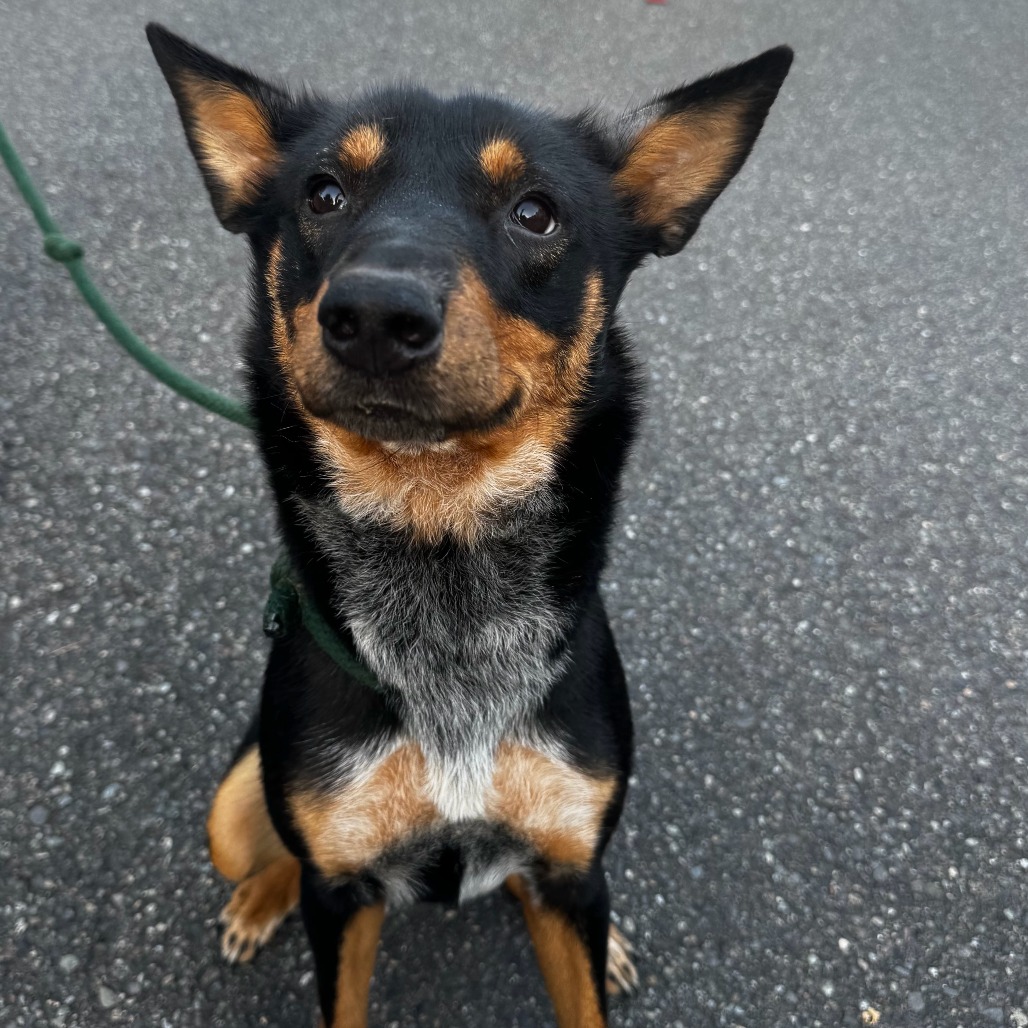 Shelter Stray Female Dog last seen , 2608 Center St, Tacoma, WA 98409, USA