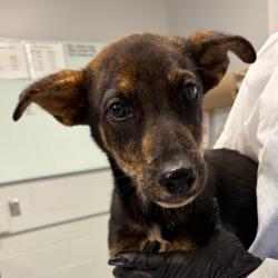 Shelter Stray Male Dog last seen , 328 Furman Hall Rd, Greenville, SC 29609, USA