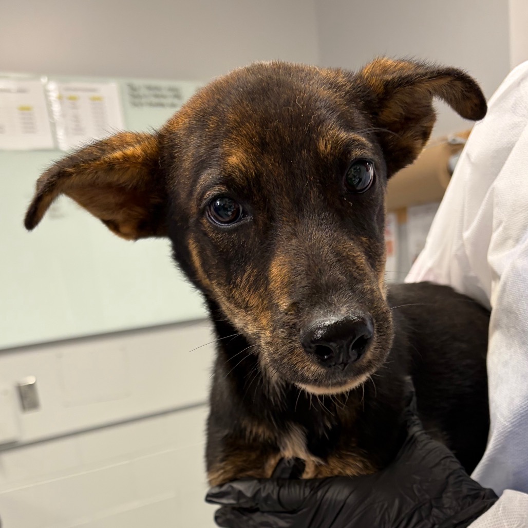 Shelter Stray Male Dog last seen , 328 Furman Hall Rd, Greenville, SC 29609, USA