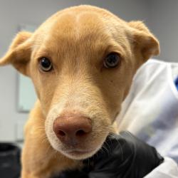 Shelter Stray Female Dog last seen , 328 Furman Hall Rd, Greenville, SC 29609, USA