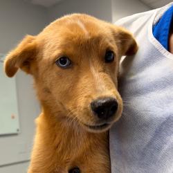 Shelter Stray Female Dog last seen , 328 Furman Hall Rd, Greenville, SC 29609, USA