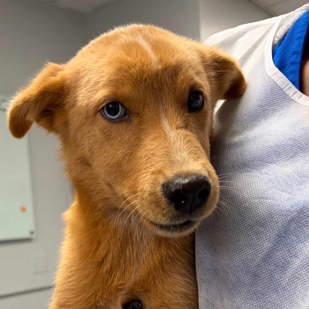 Shelter Stray Female Dog last seen , 328 Furman Hall Rd, Greenville, SC 29609, USA