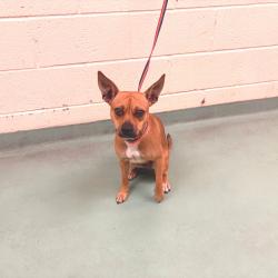 Shelter Stray Female Dog last seen , 2350 Appling City Cove, Memphis, TN 38133, USA