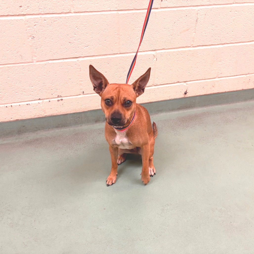 Shelter Stray Female Dog last seen , 2350 Appling City Cove, Memphis, TN 38133, USA