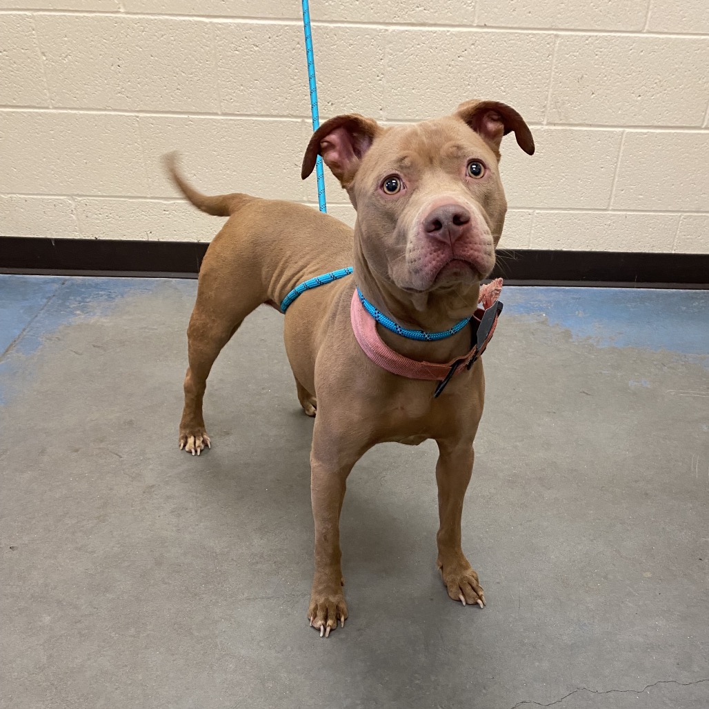 Shelter Stray Female Dog last seen , 2350 Appling City Cove, Memphis, TN 38133, USA