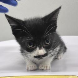Shelter Stray Female Cat last seen , 3607 N Armenia Ave, Tampa, FL 33607, USA