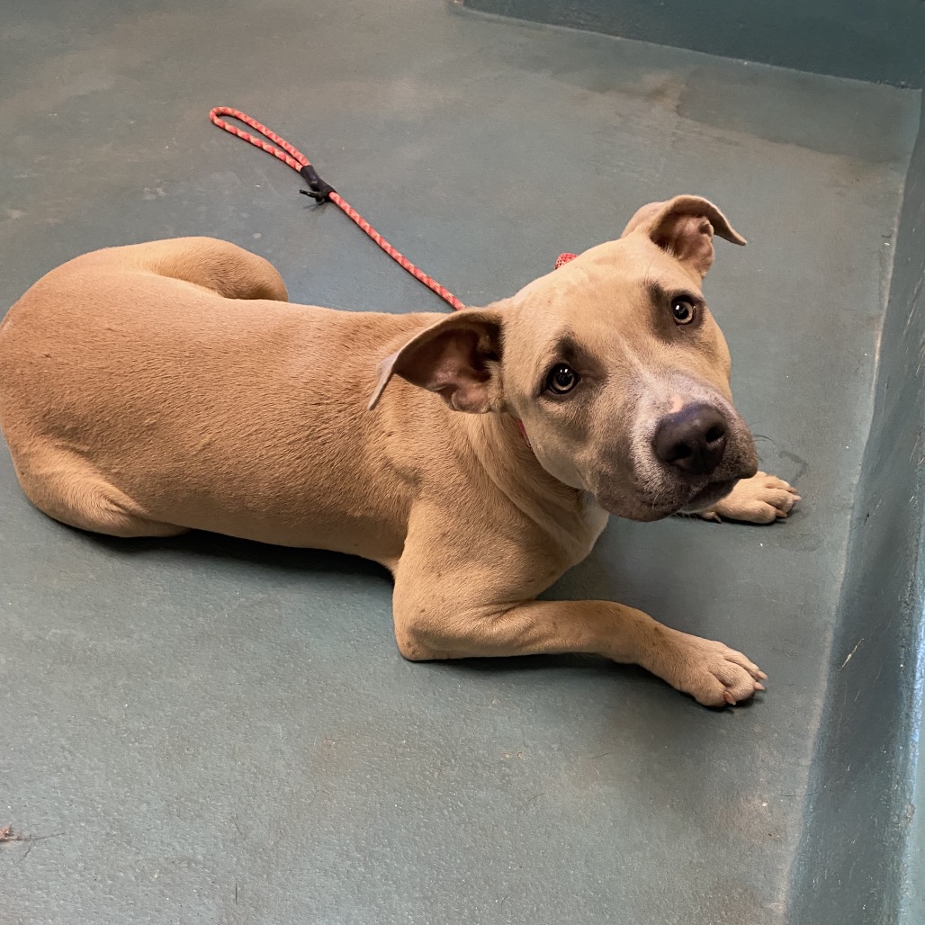 Shelter Stray Female Dog last seen , 2350 Appling City Cove, Memphis, TN 38133, USA