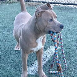 Shelter Stray Male Dog last seen , 2350 Appling City Cove, Memphis, TN 38133, USA