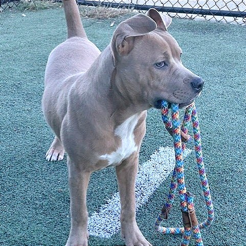 Shelter Stray Male Dog last seen , 2350 Appling City Cove, Memphis, TN 38133, USA