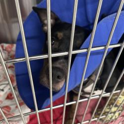 Shelter Stray Female Dog last seen , 157 W Grand Ave, Chicago, IL 60654, USA