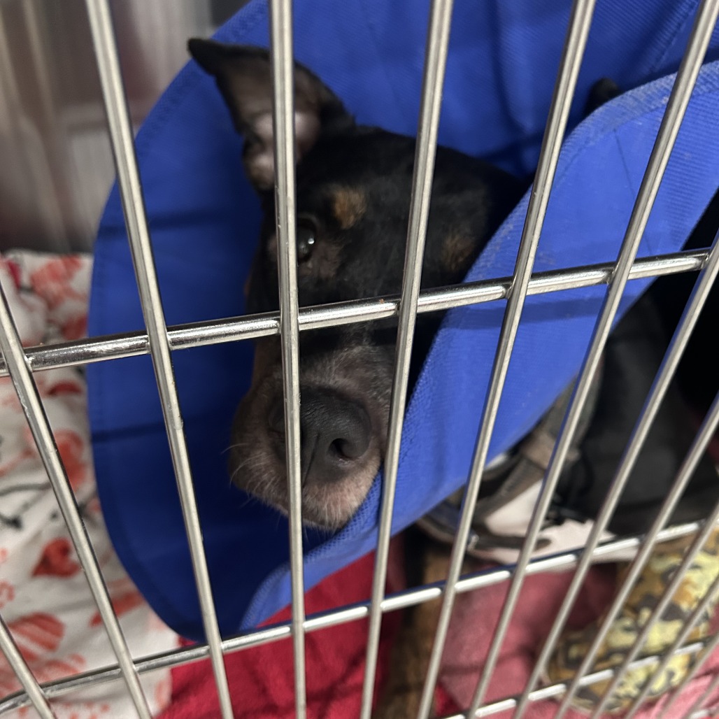 Shelter Stray Female Dog last seen , 157 W Grand Ave, Chicago, IL 60654, USA