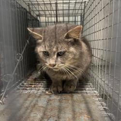 Shelter Stray Unknown Cat last seen , 980 Guilford College Rd, Greensboro, NC 27409, USA