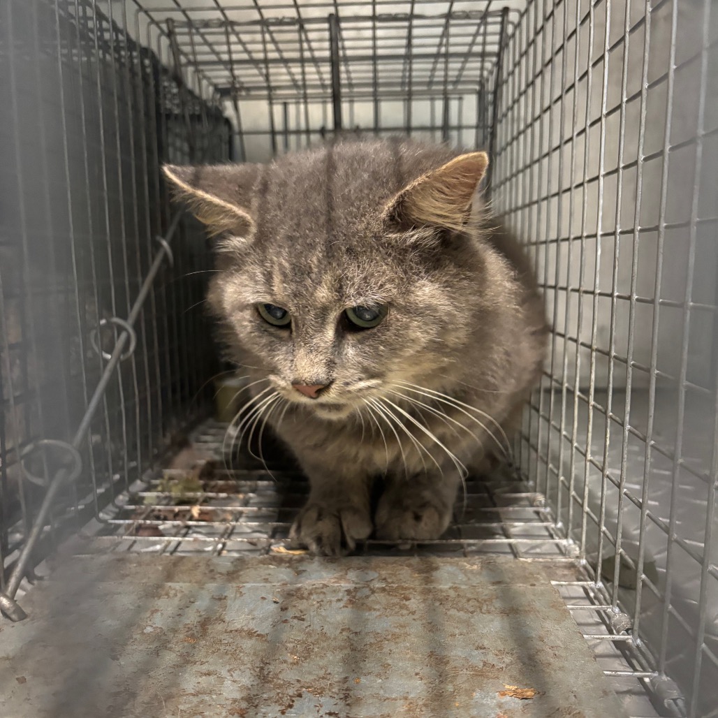 Shelter Stray Unknown Cat last seen , 980 Guilford College Rd, Greensboro, NC 27409, USA