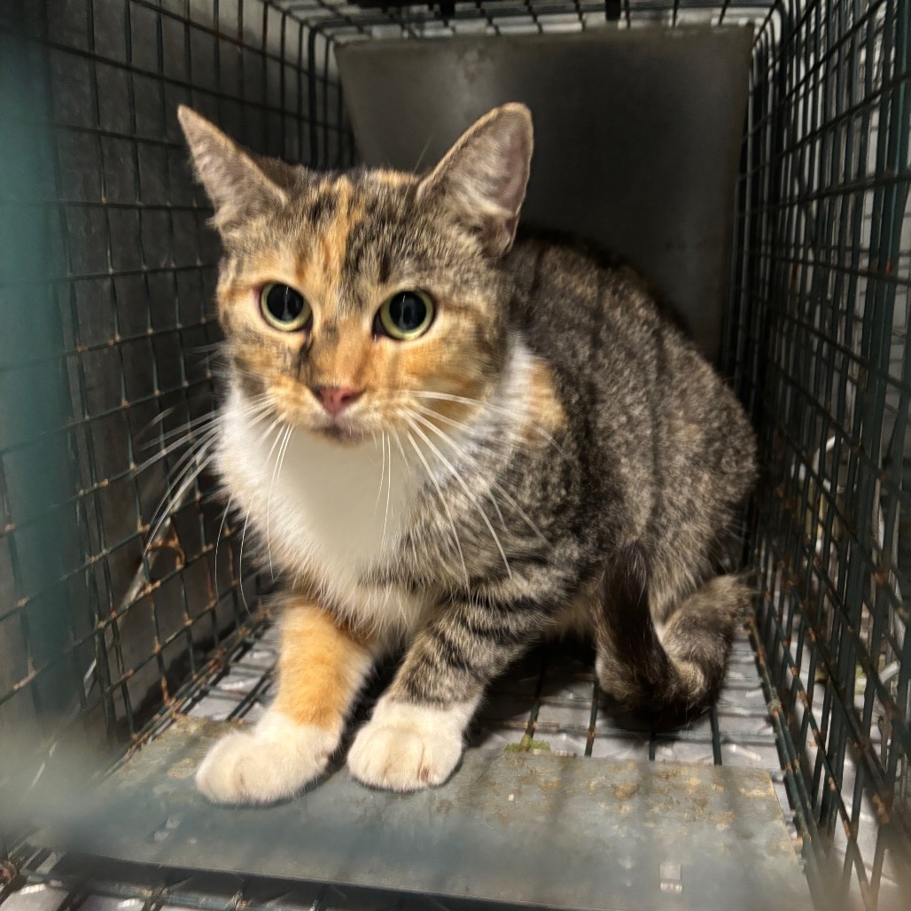 Shelter Stray Unknown Cat last seen , 980 Guilford College Rd, Greensboro, NC 27409, USA