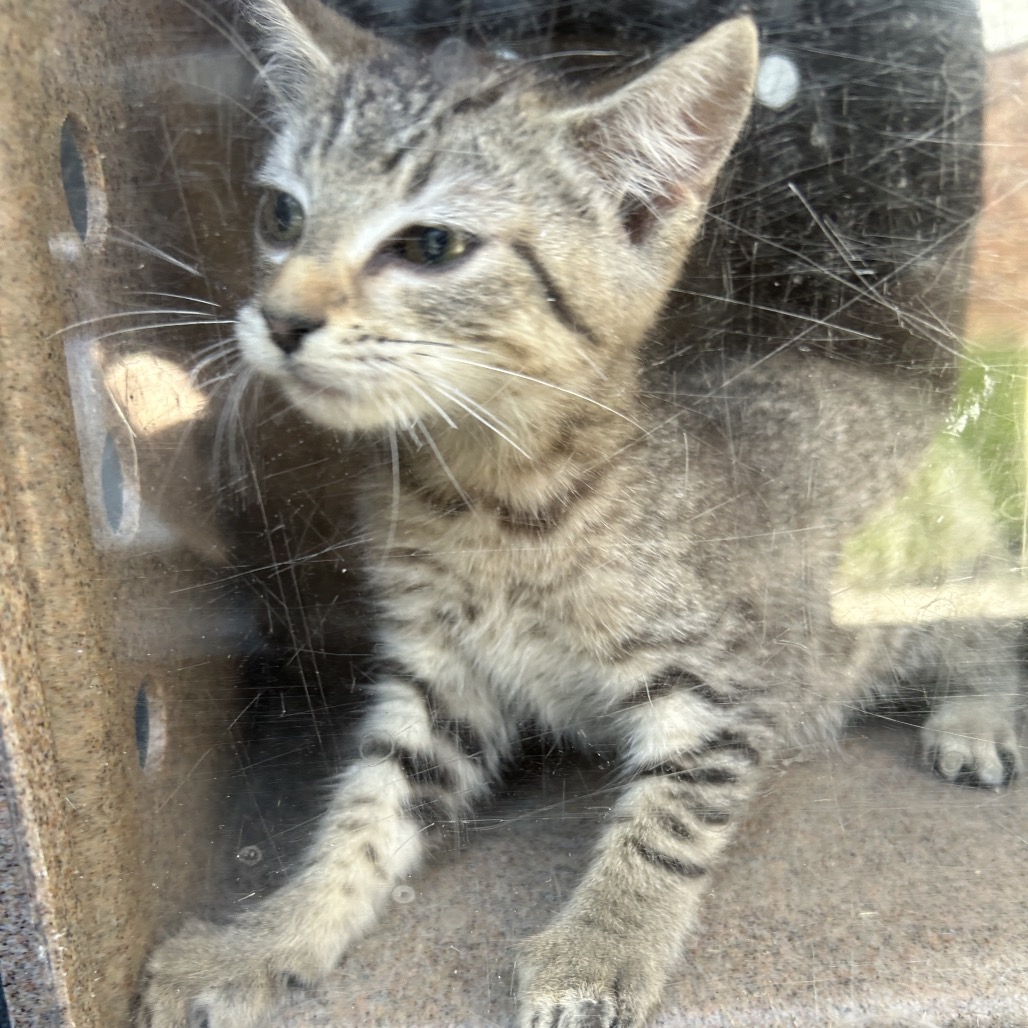 Shelter Stray Female Cat last seen , 980 Guilford College Rd, Greensboro, NC 27409, USA