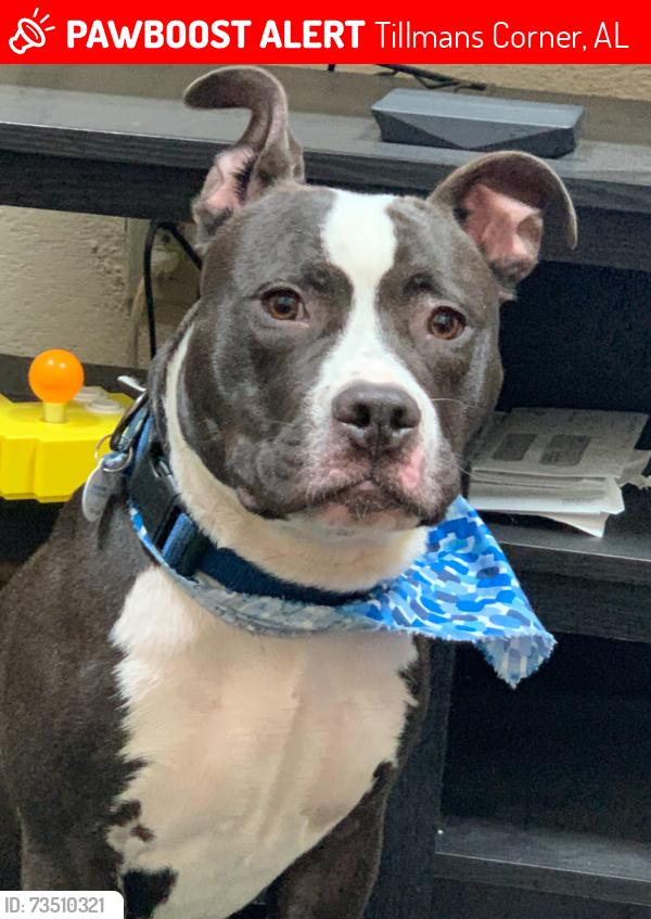 Lost Male Dog last seen Dreamland skiing, Tillmans Corner, AL 36619