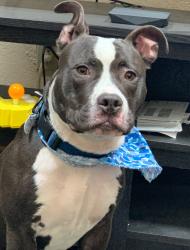 Lost Male Dog last seen Dreamland skiing, Tillmans Corner, AL 36619
