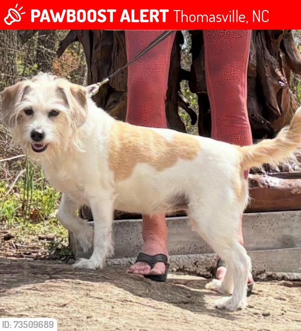 Lost Female Dog last seen Fisher Ferry / Pennington Ave, Thomasville, NC 27360