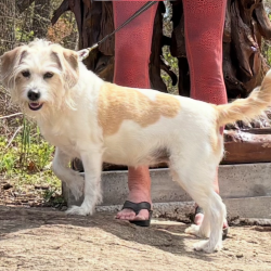 Lost Female Dog last seen Fisher Ferry / Pennington Ave, Thomasville, NC 27360
