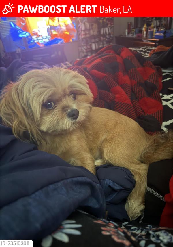 Lost Male Dog last seen Georgia street and groom road, Baker, LA 70714