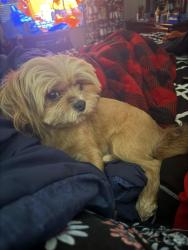 Lost Male Dog last seen Georgia street and groom road, Baker, LA 70714