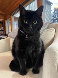Reunited Female Cat last seen Wattles and Beach, Troy, MI 48084