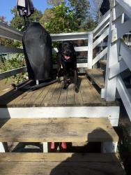 Found/Stray Male Dog last seen Osceola Lake, Hendersonville, NC 28739