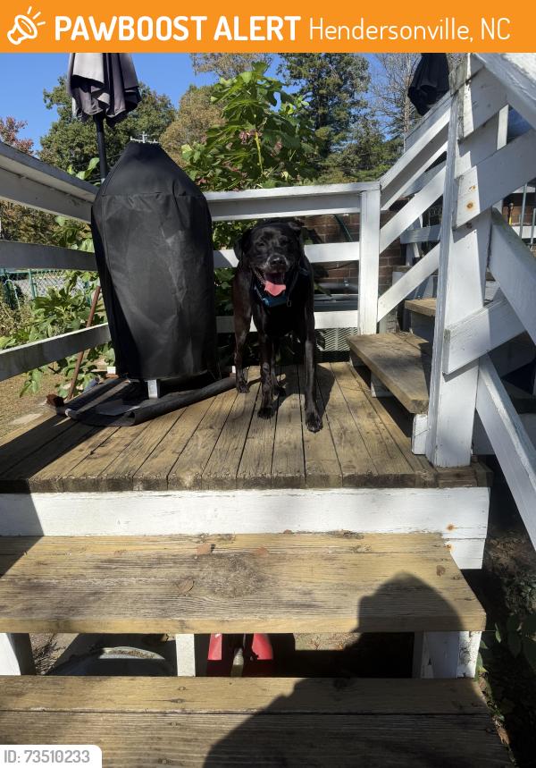Found/Stray Male Dog last seen Osceola Lake, Hendersonville, NC 28739