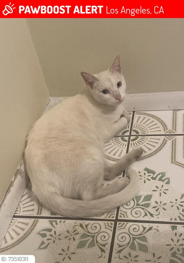 Lost Male Cat last seen Middle of neighborhood by Sherman Way and Wilbur, Los Angeles, CA 91335