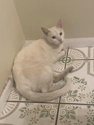 Lost Male Cat last seen Middle of neighborhood by Sherman Way and Wilbur, Los Angeles, CA 91335