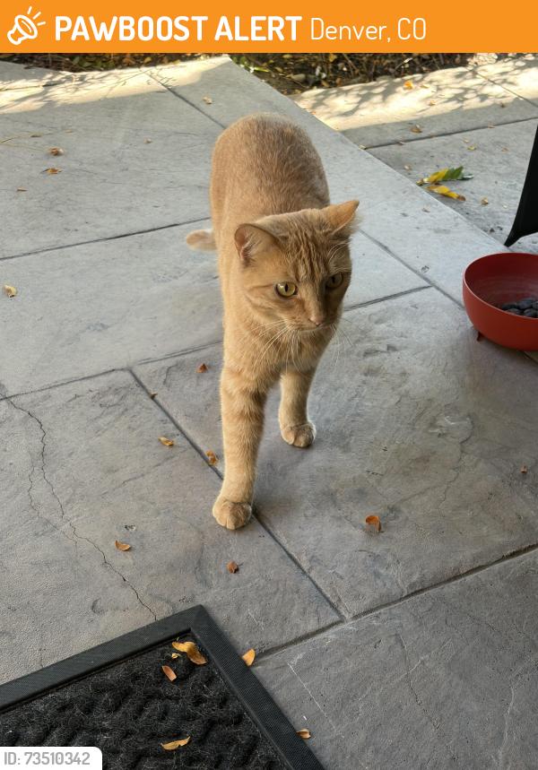 Found/Stray Female Cat last seen Crestmoor Park, Denver, CO 80224