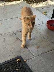 Found/Stray Female Cat last seen Crestmoor Park, Denver, CO 80224
