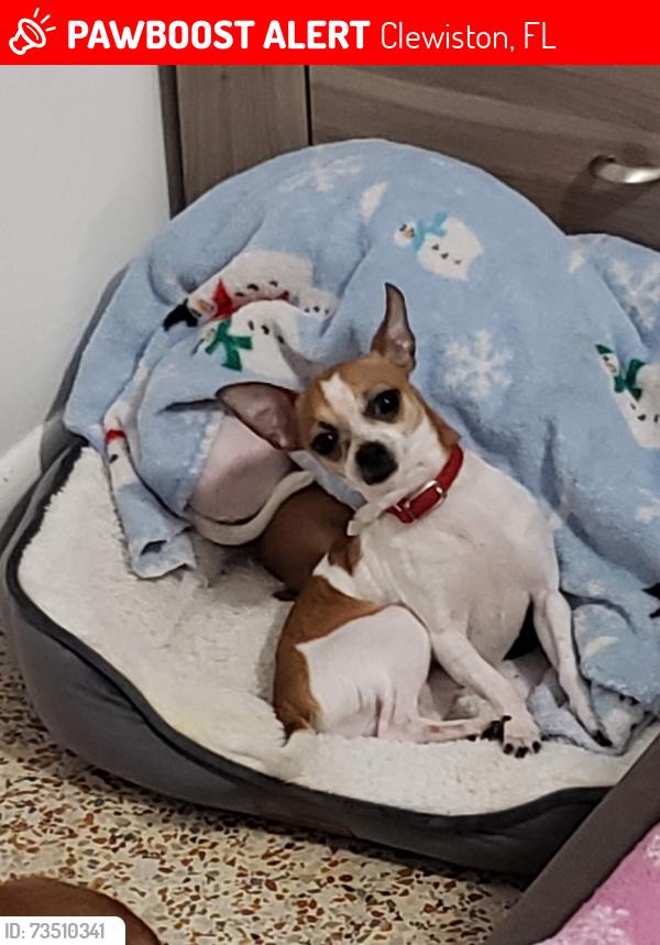 Lost Male Dog last seen Palomino, Clewiston, FL 33440