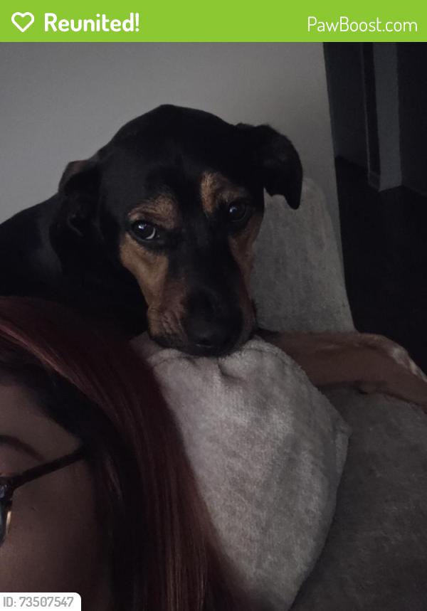 Reunited Female Dog last seen Near Bonifay Drive, Fountain Inn, SC 29644