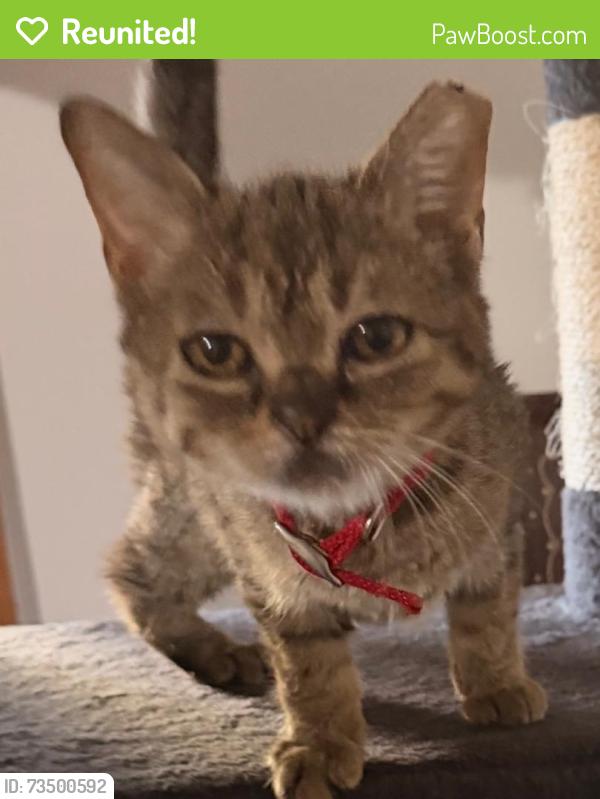 Reunited Male Cat last seen apple valley, emerald way, Saint Paul, MN 55124