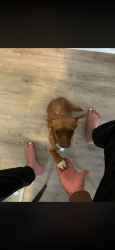 Reunited Female Dog last seen Coors and arenal, Albuquerque, NM 87121